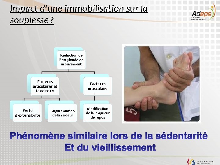 Impact d’une immobilisation sur la souplesse ? Réduction de l’amplitude de mouvement Facteurs articulaires