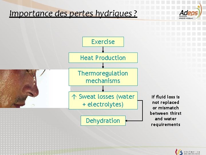 Importance des pertes hydriques ? Exercise Heat Production Thermoregulation mechanisms Sweat losses (water +