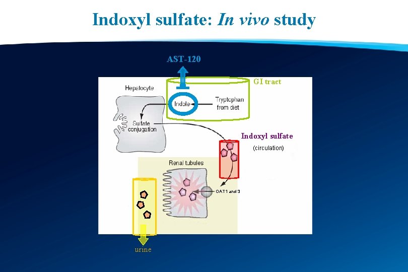 Indoxyl sulfate: In vivo study AST-120 GI tract Indoxyl sulfate (circulation) OAT 1 and