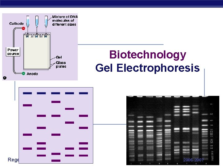 Biotechnology Gel Electrophoresis Regents Biology 2006 -2007 