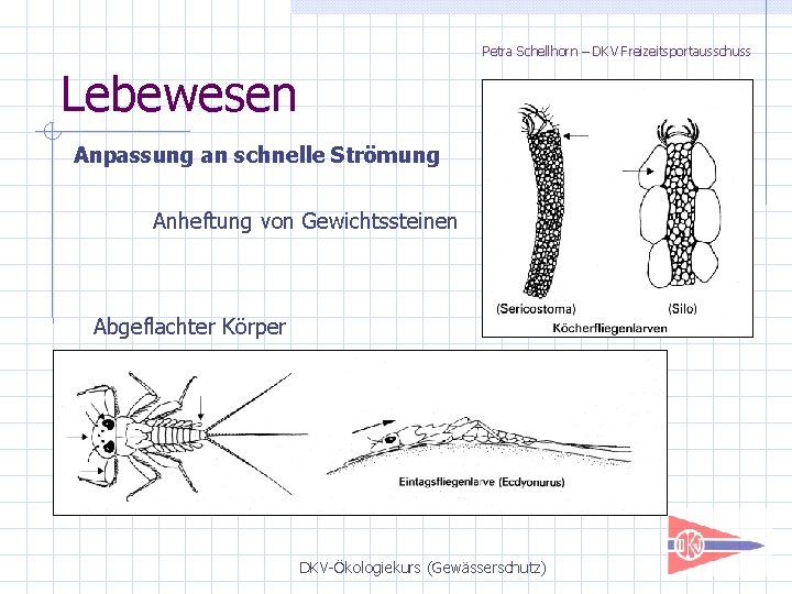 Petra Schellhorn – DKV Freizeitsportausschuss Lebewesen Anpassung an schnelle Strömung Anheftung von Gewichtssteinen Abgeflachter