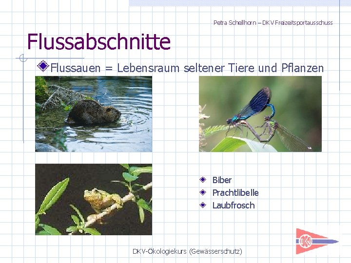 Petra Schellhorn – DKV Freizeitsportausschuss Flussabschnitte Flussauen = Lebensraum seltener Tiere und Pflanzen Biber