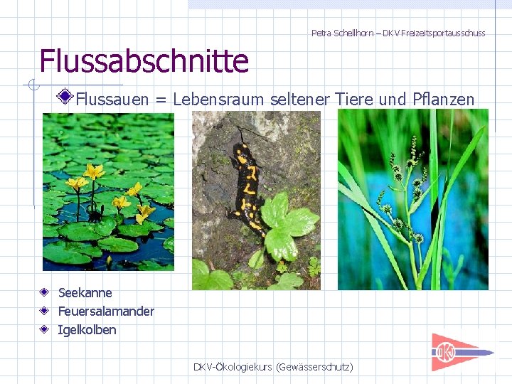 Petra Schellhorn – DKV Freizeitsportausschuss Flussabschnitte Flussauen = Lebensraum seltener Tiere und Pflanzen Seekanne