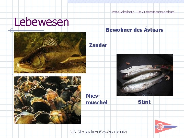 Petra Schellhorn – DKV Freizeitsportausschuss Lebewesen Bewohner des Ästuars Zander Miesmuschel DKV-Ökologiekurs (Gewässerschutz) Stint
