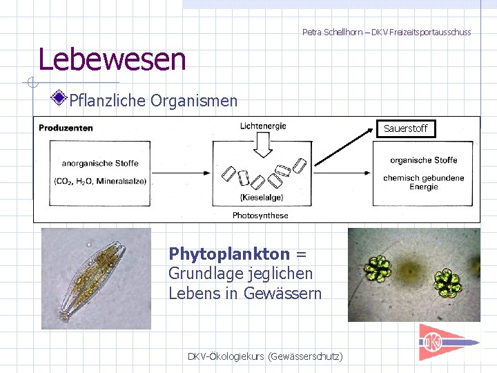 Petra Schellhorn – DKV Freizeitsportausschuss Lebewesen Pflanzliche Organismen Sauerstoff Phytoplankton = Grundlage jeglichen Lebens