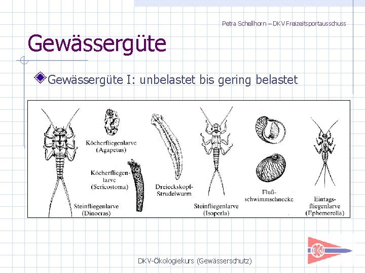 Petra Schellhorn – DKV Freizeitsportausschuss Gewässergüte I: unbelastet bis gering belastet DKV-Ökologiekurs (Gewässerschutz) 