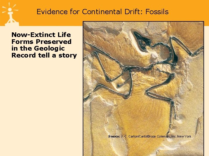 Evidence for Continental Drift: Fossils Now-Extinct Life Forms Preserved in the Geologic Record tell