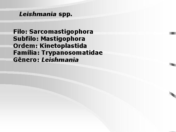 Leishmania spp. Filo: Sarcomastigophora Subfilo: Mastigophora Ordem: Kinetoplastida Família: Trypanosomatidae Gênero: Leishmania 