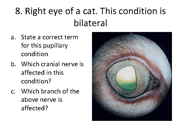 8. Right eye of a cat. This condition is bilateral a. State a correct