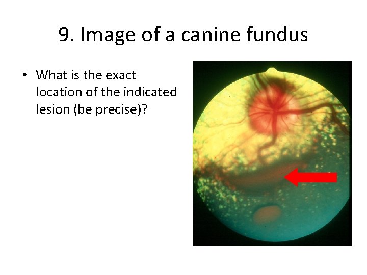 9. Image of a canine fundus • What is the exact location of the