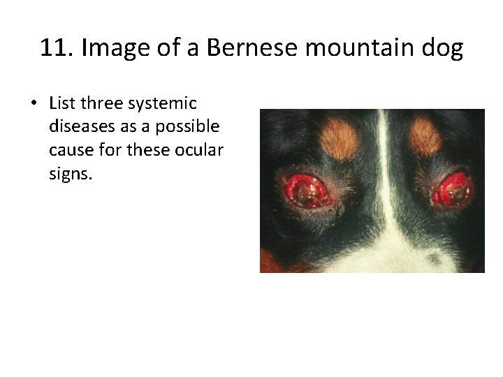 11. Image of a Bernese mountain dog • List three systemic diseases as a