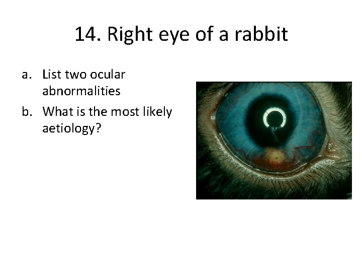 14. Right eye of a rabbit a. List two ocular abnormalities b. What is