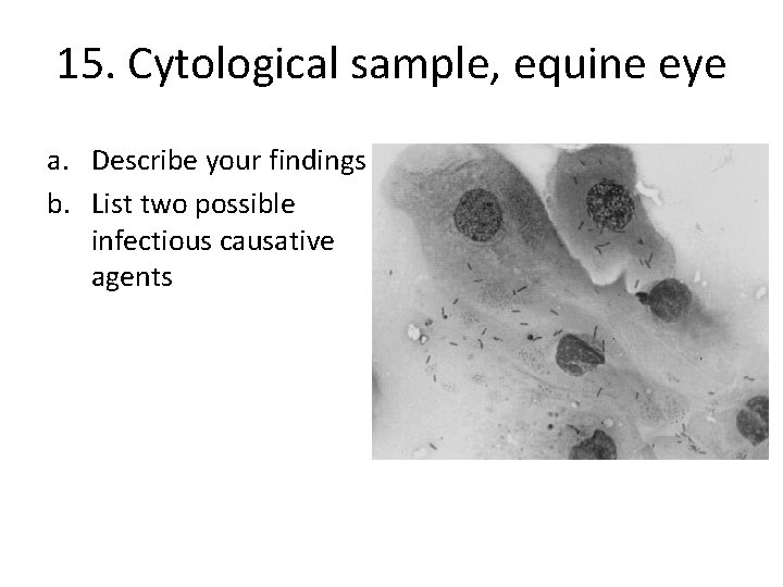 15. Cytological sample, equine eye a. Describe your findings b. List two possible infectious