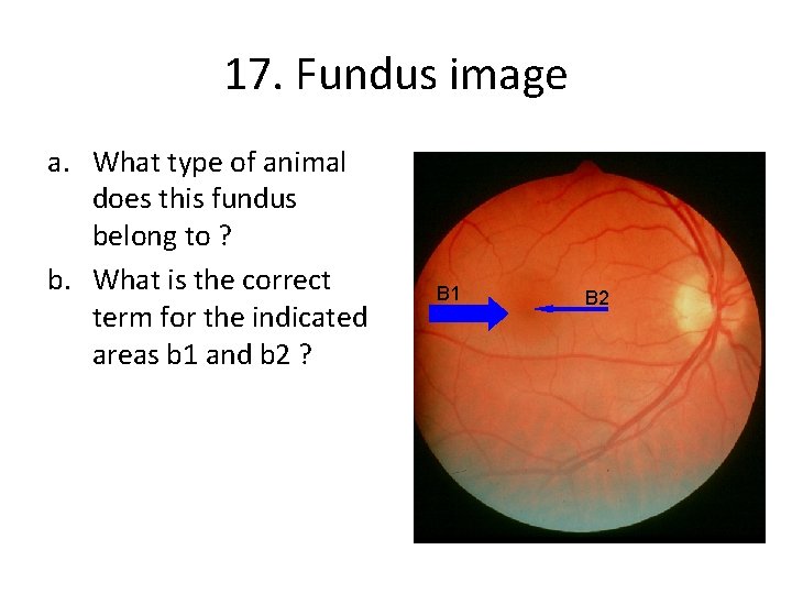 17. Fundus image a. What type of animal does this fundus belong to ?