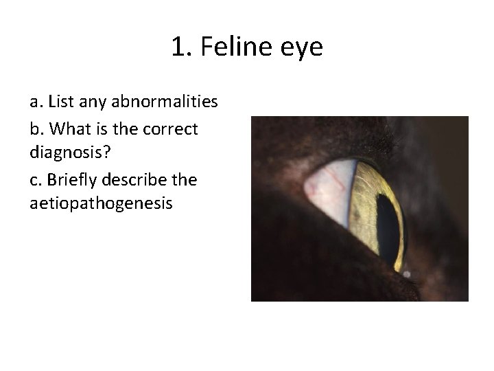 1. Feline eye a. List any abnormalities b. What is the correct diagnosis? c.
