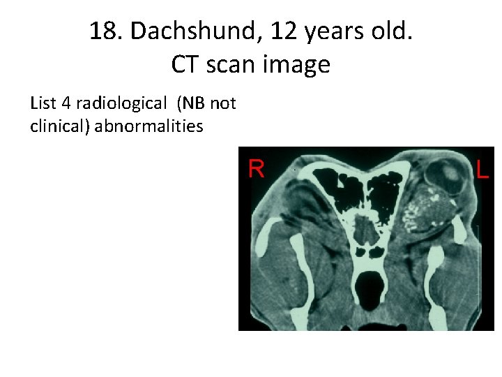 18. Dachshund, 12 years old. CT scan image List 4 radiological (NB not clinical)