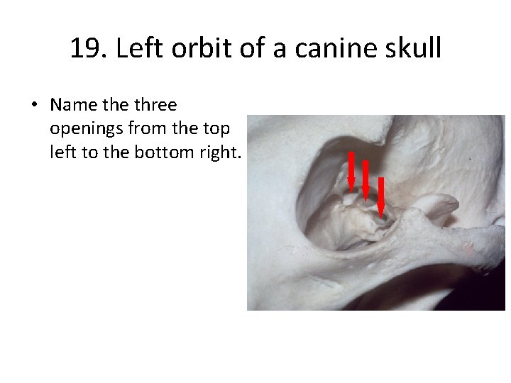 19. Left orbit of a canine skull • Name three openings from the top