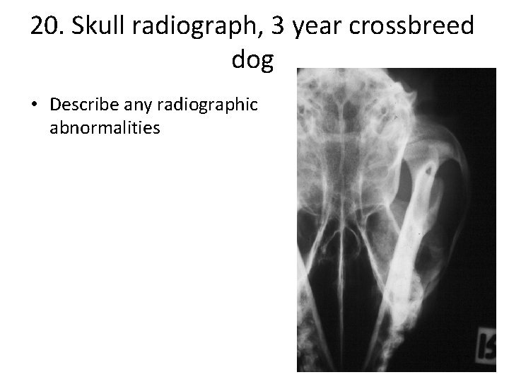 20. Skull radiograph, 3 year crossbreed dog • Describe any radiographic abnormalities 