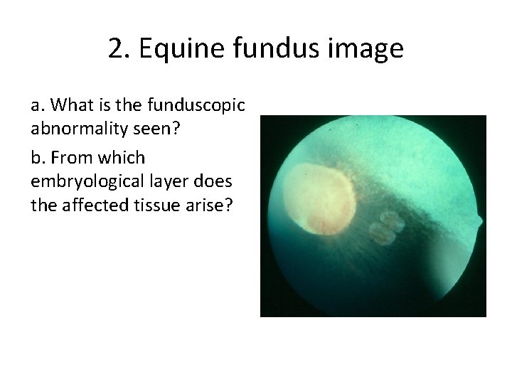 2. Equine fundus image a. What is the funduscopic abnormality seen? b. From which