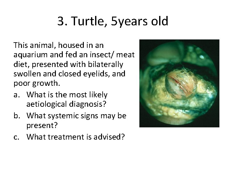 3. Turtle, 5 years old This animal, housed in an aquarium and fed an