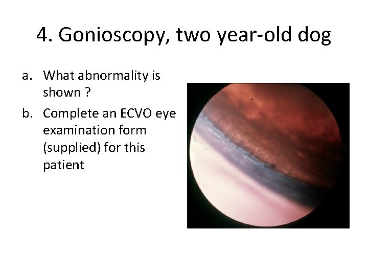 4. Gonioscopy, two year-old dog a. What abnormality is shown ? b. Complete an