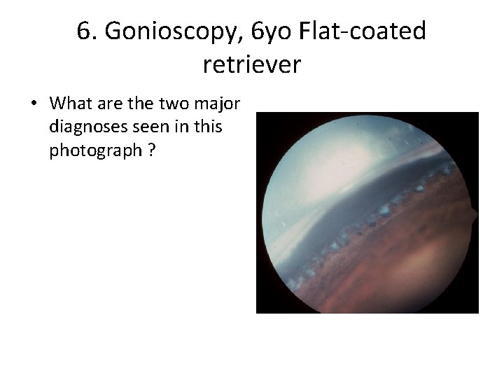 6. Gonioscopy, 6 yo Flat-coated retriever • What are the two major diagnoses seen