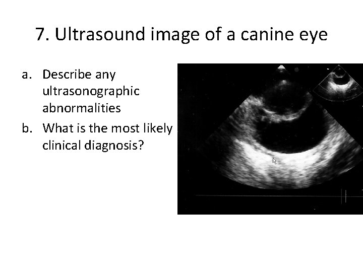 7. Ultrasound image of a canine eye a. Describe any ultrasonographic abnormalities b. What
