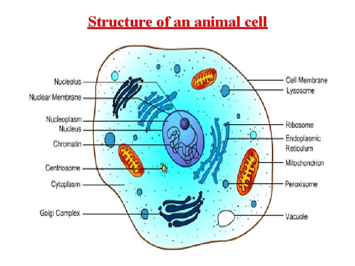 Structure of an animal cell 