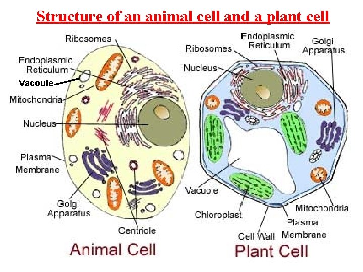 Structure of an animal cell and a plant cell Vacoule 