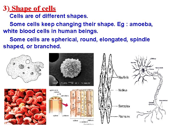 3) Shape of cells Cells are of different shapes. Some cells keep changing their