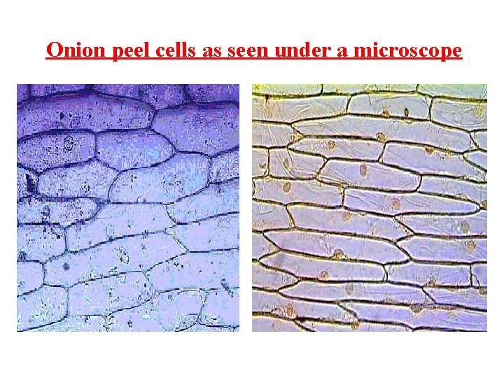 Onion peel cells as seen under a microscope 