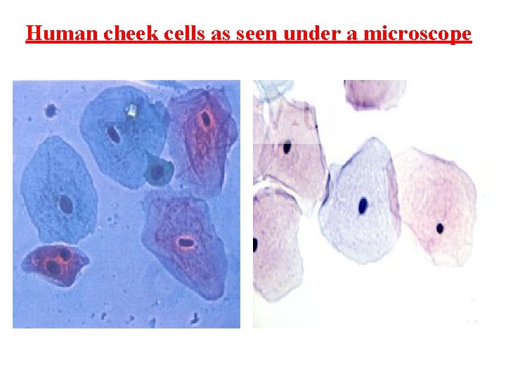 Human cheek cells as seen under a microscope 