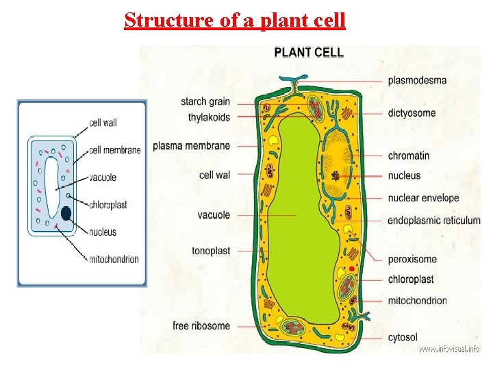 Structure of a plant cell 