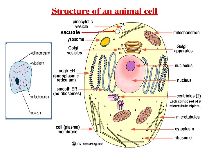 Structure of an animal cell vacuole 