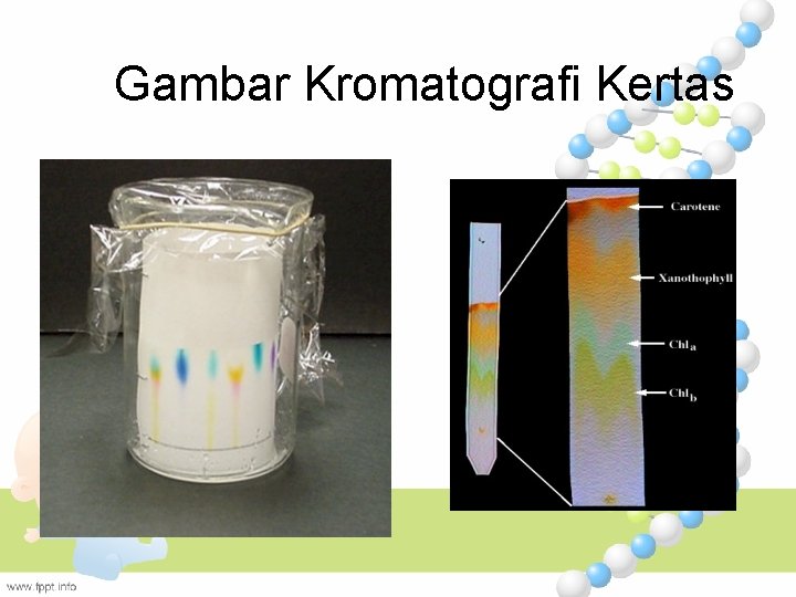 Gambar Kromatografi Kertas 