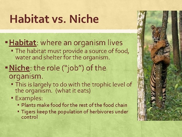 Habitat vs. Niche ▪ Habitat: where an organism lives ▪ The habitat must provide