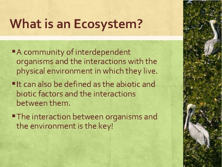 What is an Ecosystem? § A community of interdependent organisms and the interactions with