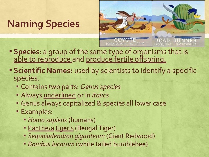 Naming Species ▪ Species: a group of the same type of organisms that is