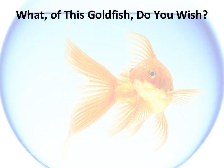 What, of This Goldfish, Do You Wish? 