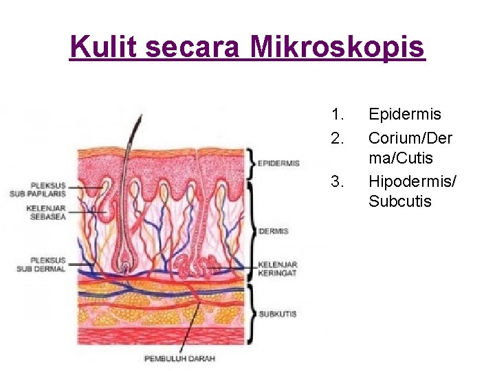 Kulit secara Mikroskopis 1. 2. 3. Epidermis Corium/Der ma/Cutis Hipodermis/ Subcutis 