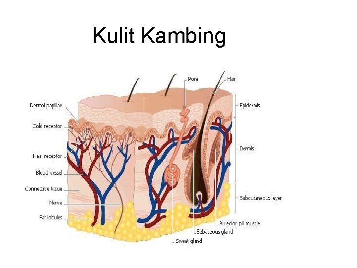 Kulit Kambing 