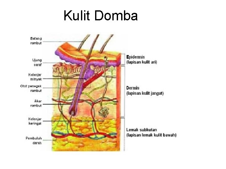 Kulit Domba 