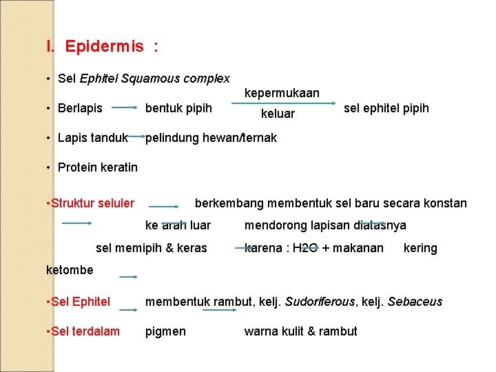 I. Epidermis : • Sel Ephitel Squamous complex kepermukaan • Berlapis bentuk pipih •