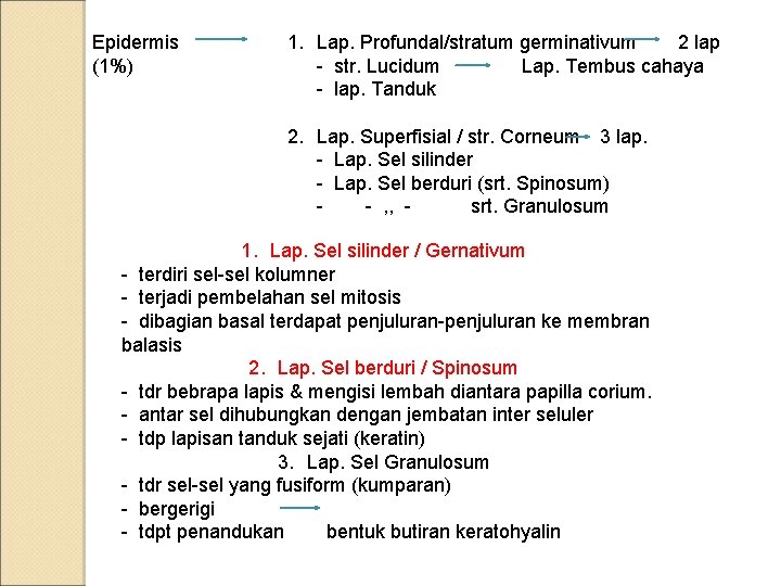 Epidermis (1%) 1. Lap. Profundal/stratum germinativum 2 lap - str. Lucidum Lap. Tembus cahaya