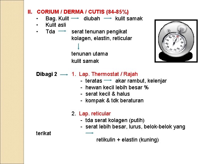 II. CORIUM / DERMA / CUTIS (84 -85%) • Bag. Kulit diubah kulit samak