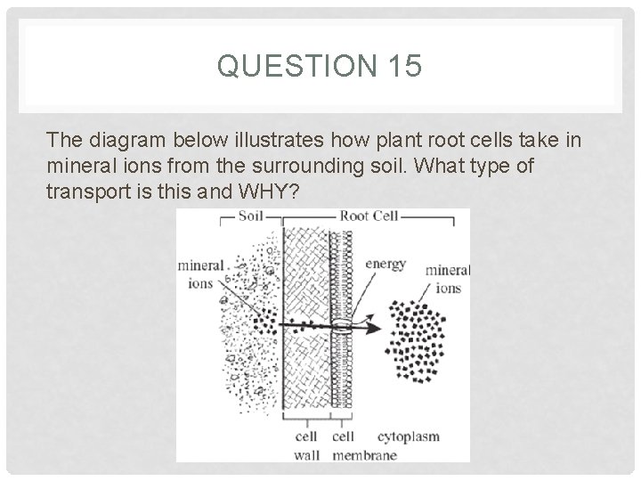 QUESTION 15 The diagram below illustrates how plant root cells take in mineral ions QUESTION 15 The diagram below illustrates how plant root cells take in mineral ions