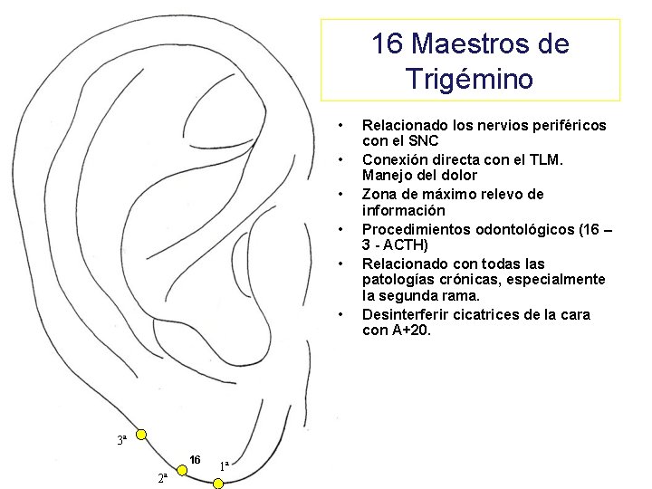 16 Maestros de Trigémino • • • 3ª 16 2ª 1ª Relacionado los nervios