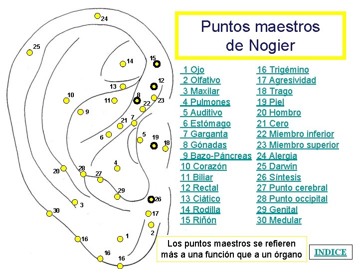 24 Puntos maestros de Nogier 25 15 14 12 13 10 8 11 9