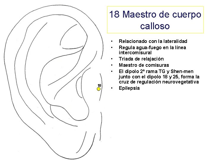 18 Maestro de cuerpo calloso • • • 18 • Relacionado con la lateralidad