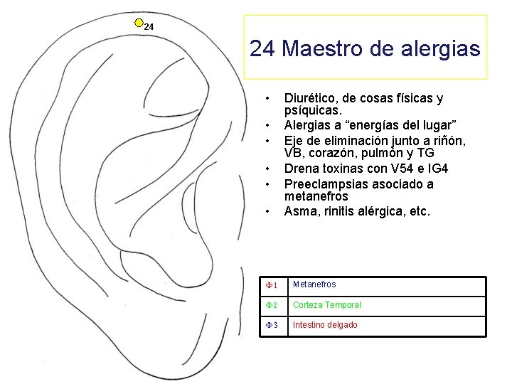 24 24 Maestro de alergias • • • Diurético, de cosas físicas y psíquicas.